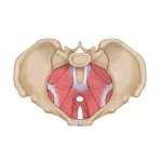 pelvic floor physiotherapy2